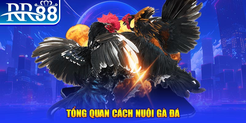 99oke VA Điện Tử