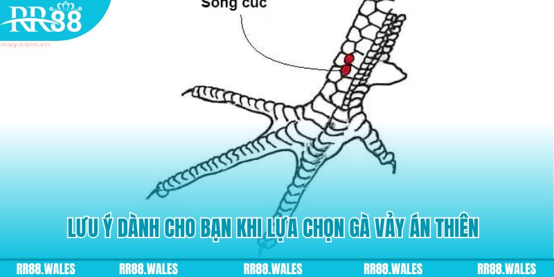 99oke xổ số đồng nai