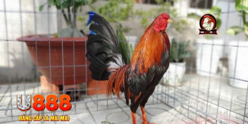 99oke casino máy tính